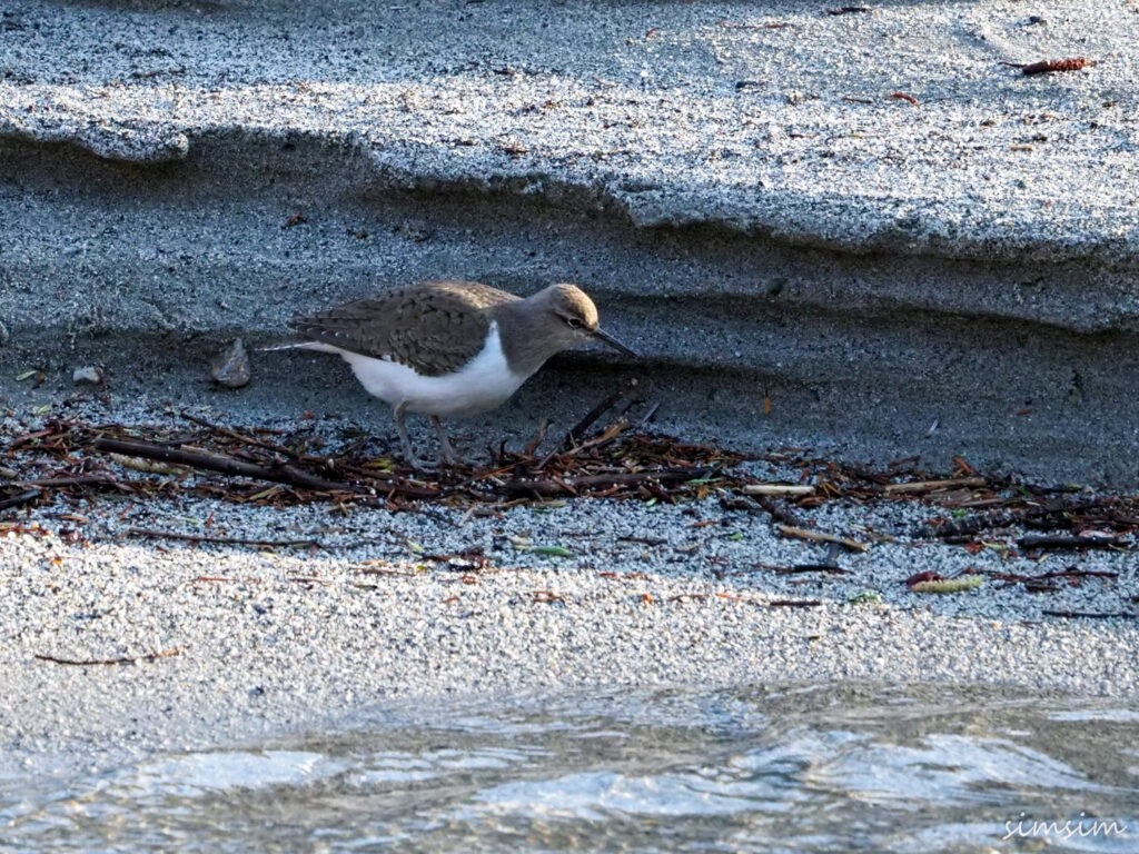 上高地イソシギ