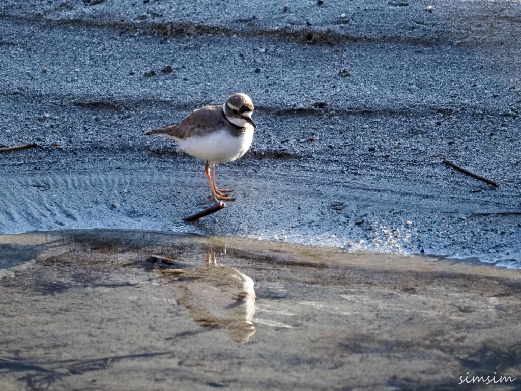 上高地イカルチドリ