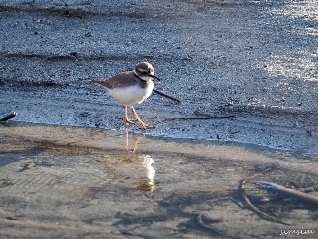 上高地イカルチドリ