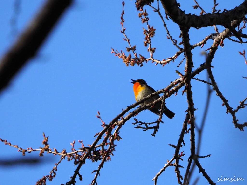 上高地キビタキ