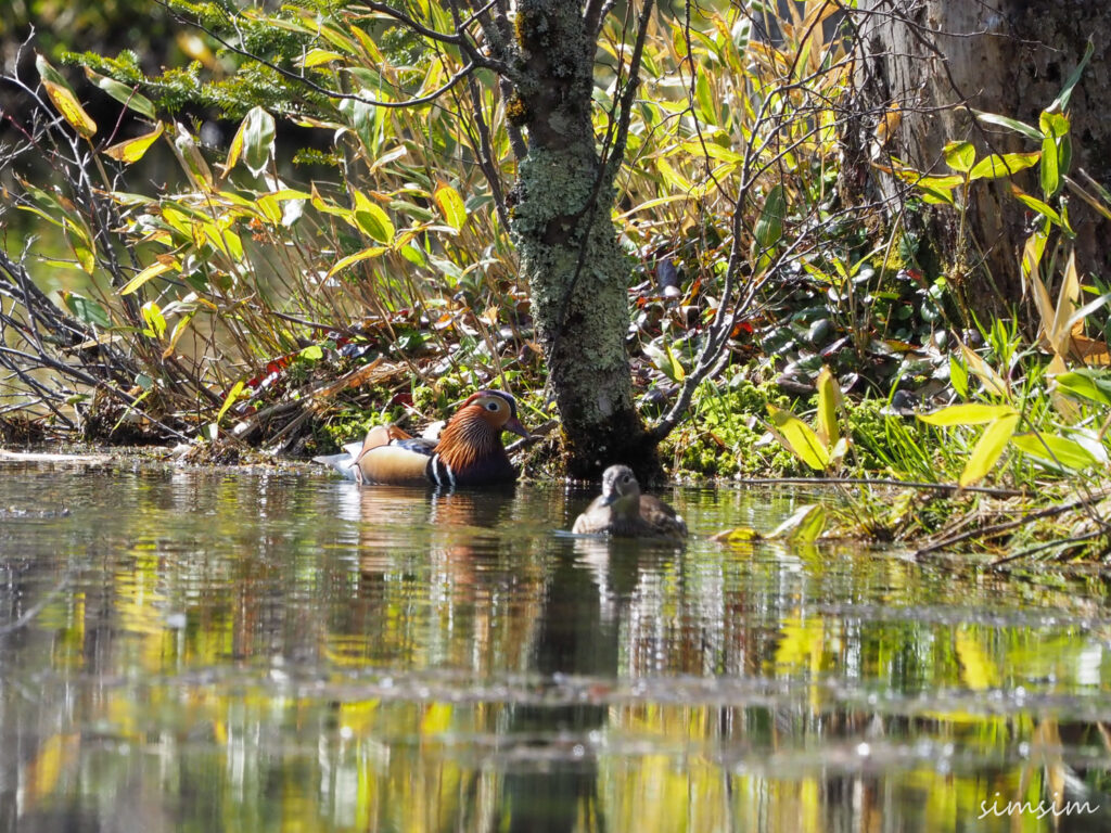 上高地オシドリ