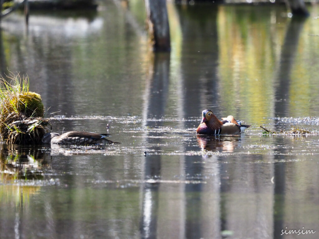 上高地オシドリ