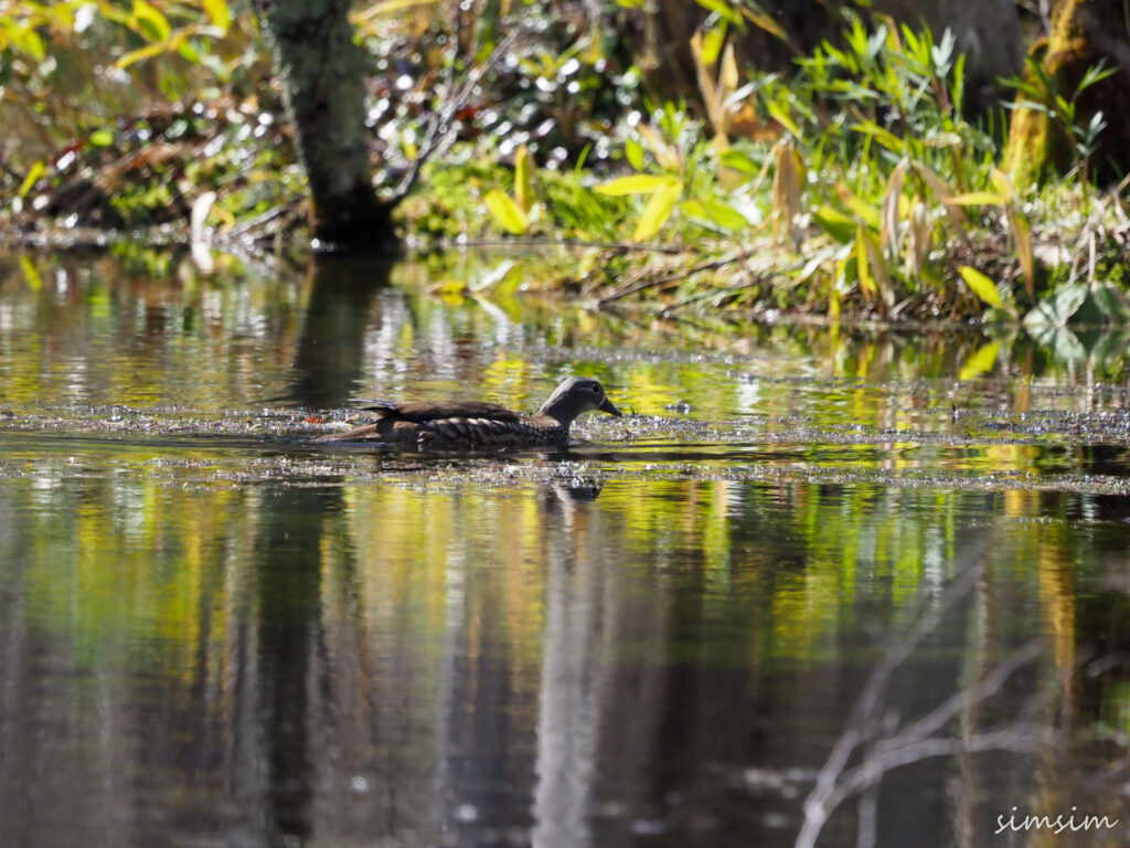 上高地オシドリ