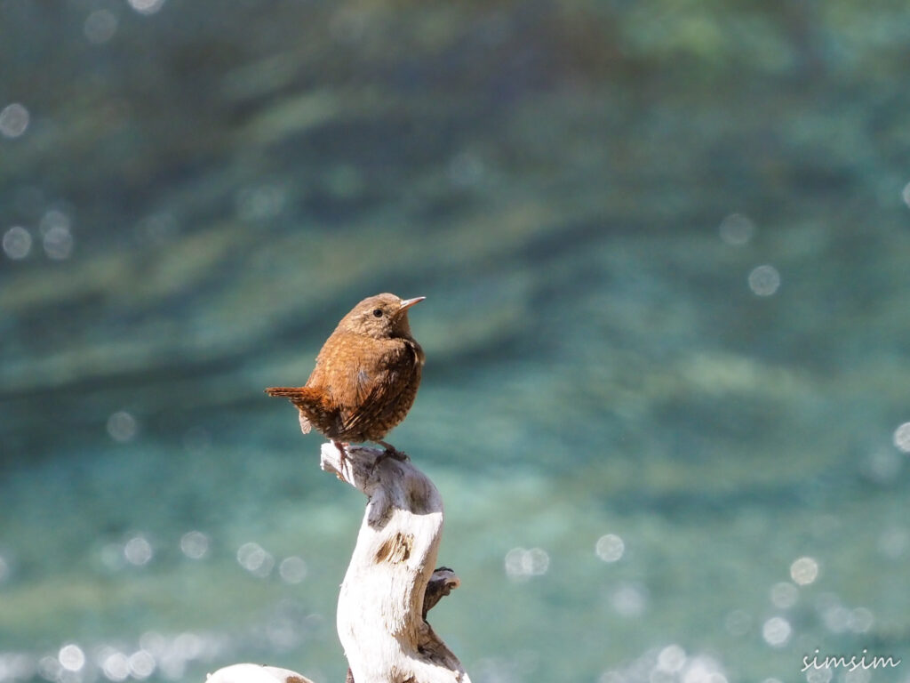 上高地ミソサザイ