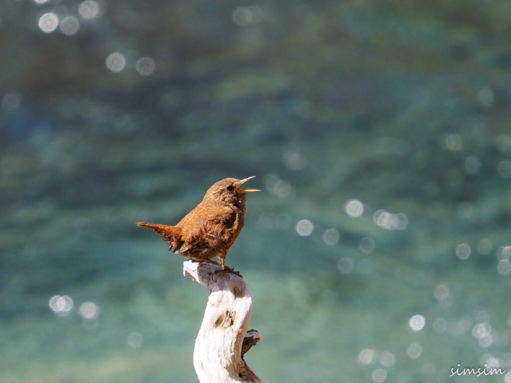 上高地ミソサザイ