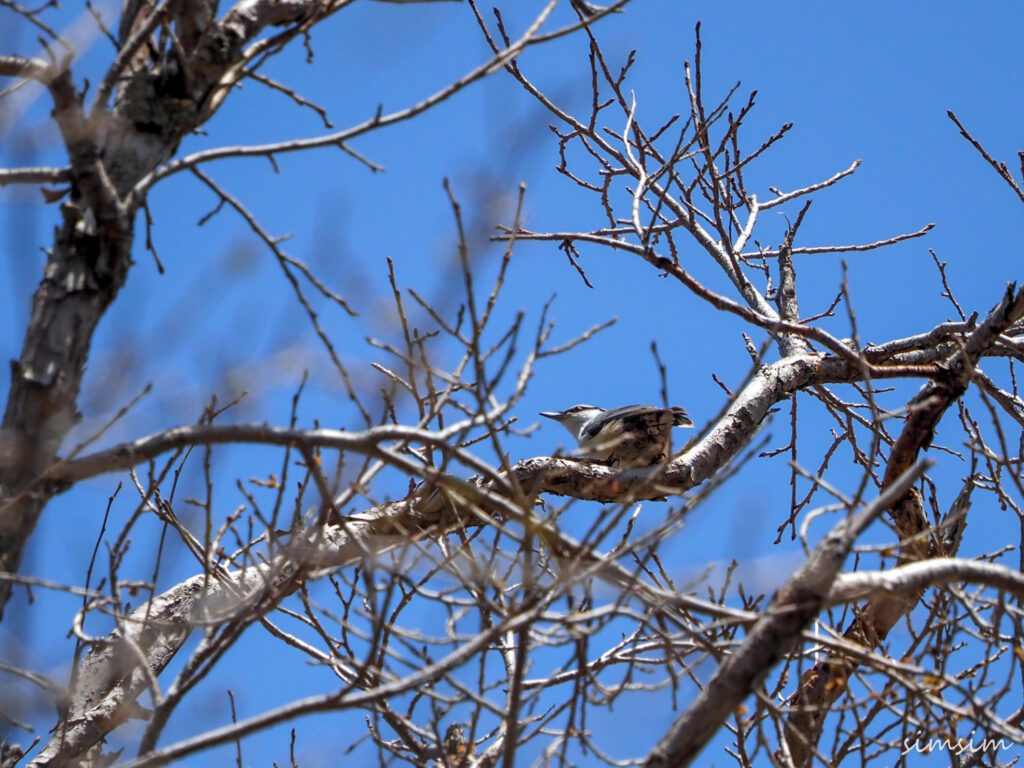上高地ゴジュウカラ