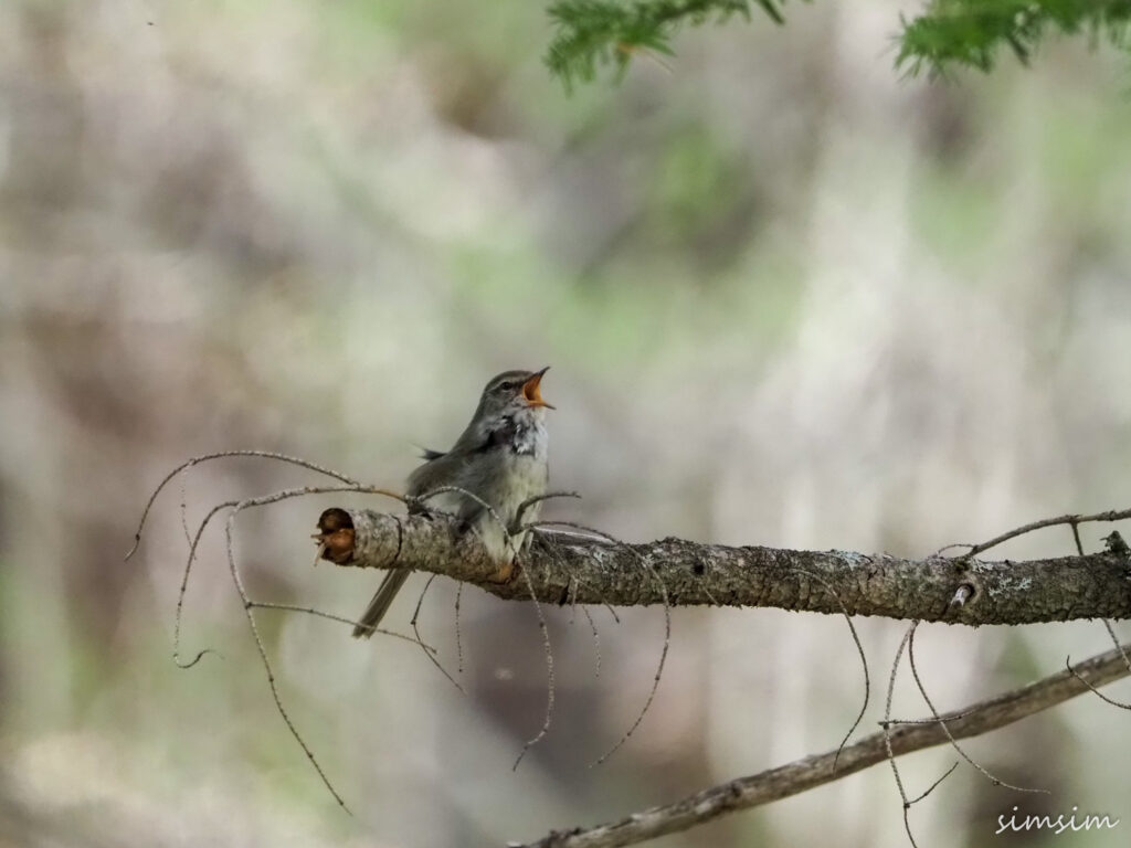 上高地ウグイス