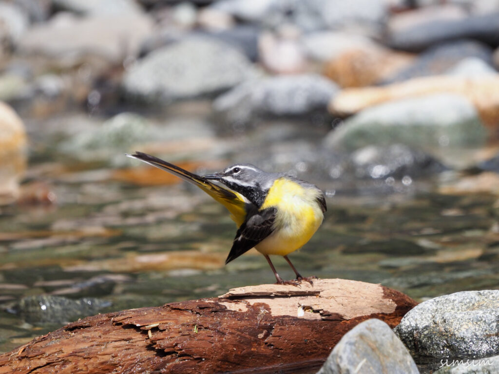 上高地キセキレイ