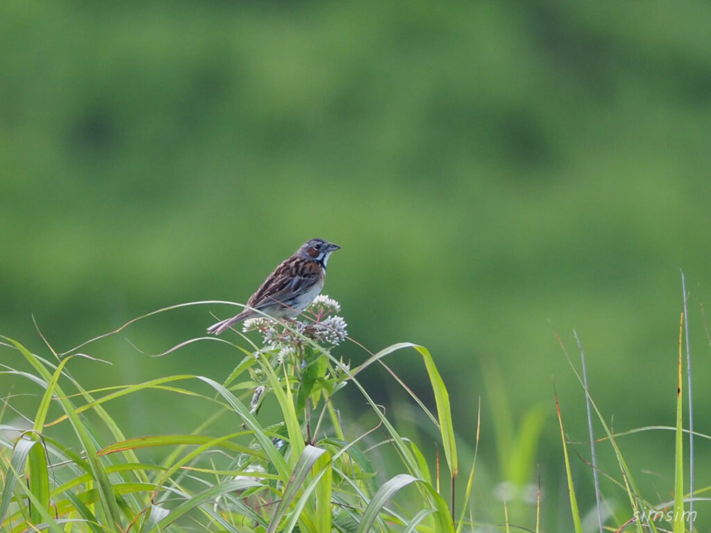霧ヶ峰ホウアカ