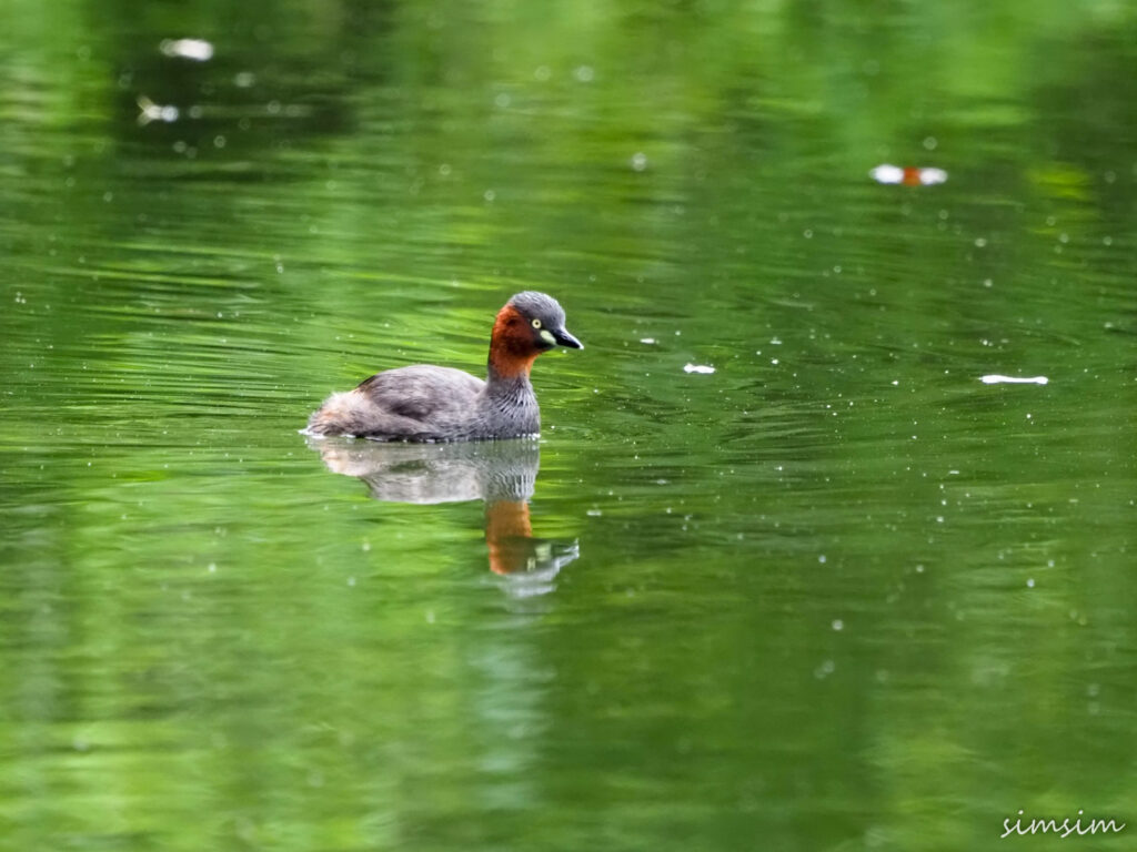 カイツブリ東京公園