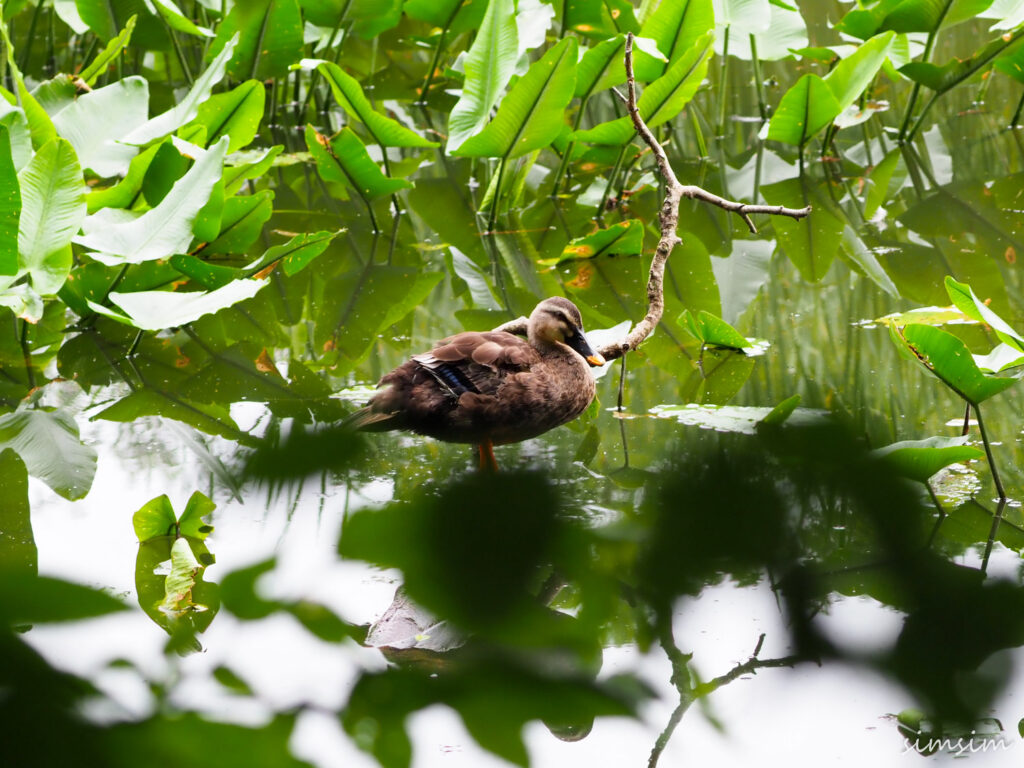 カルガモ東京公園