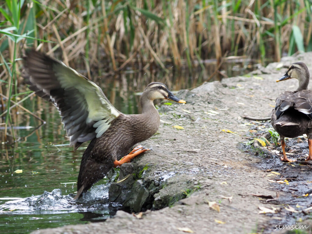 カルガモ東京公園