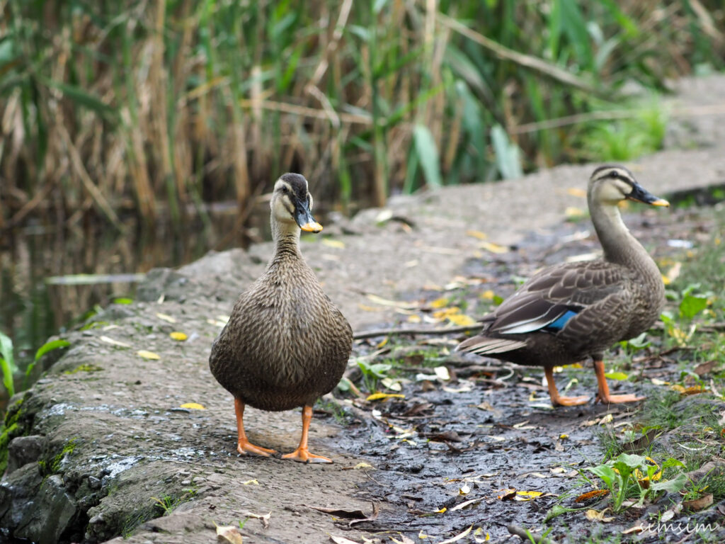 カルガモ東京公園