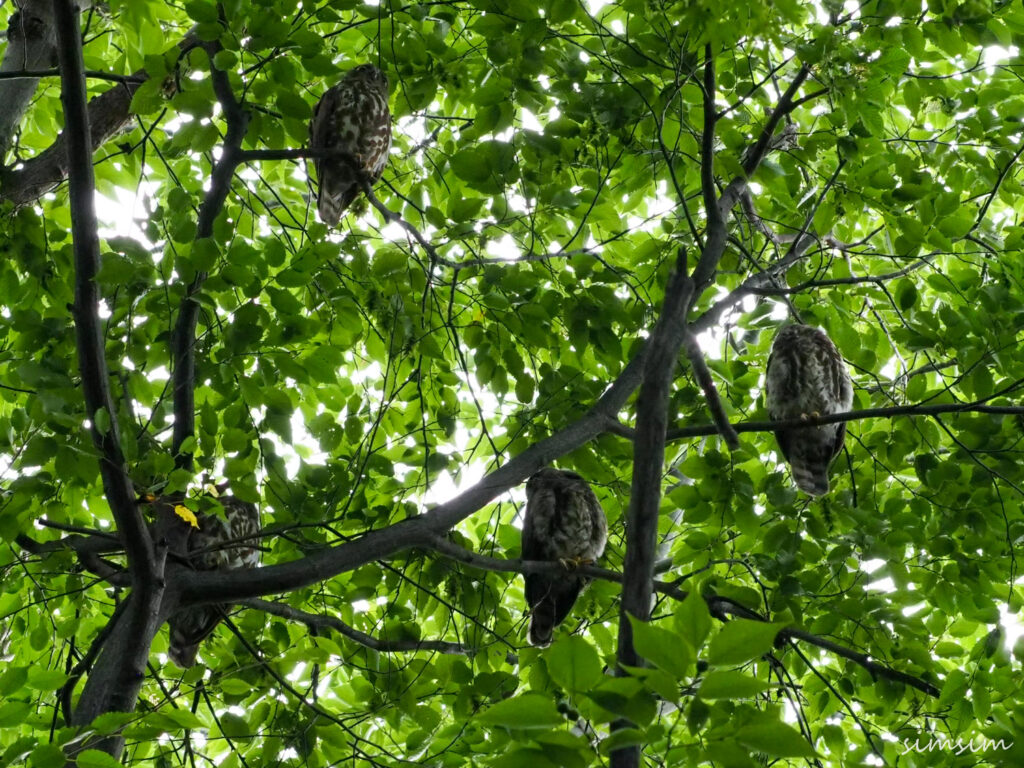 アオバズク東京