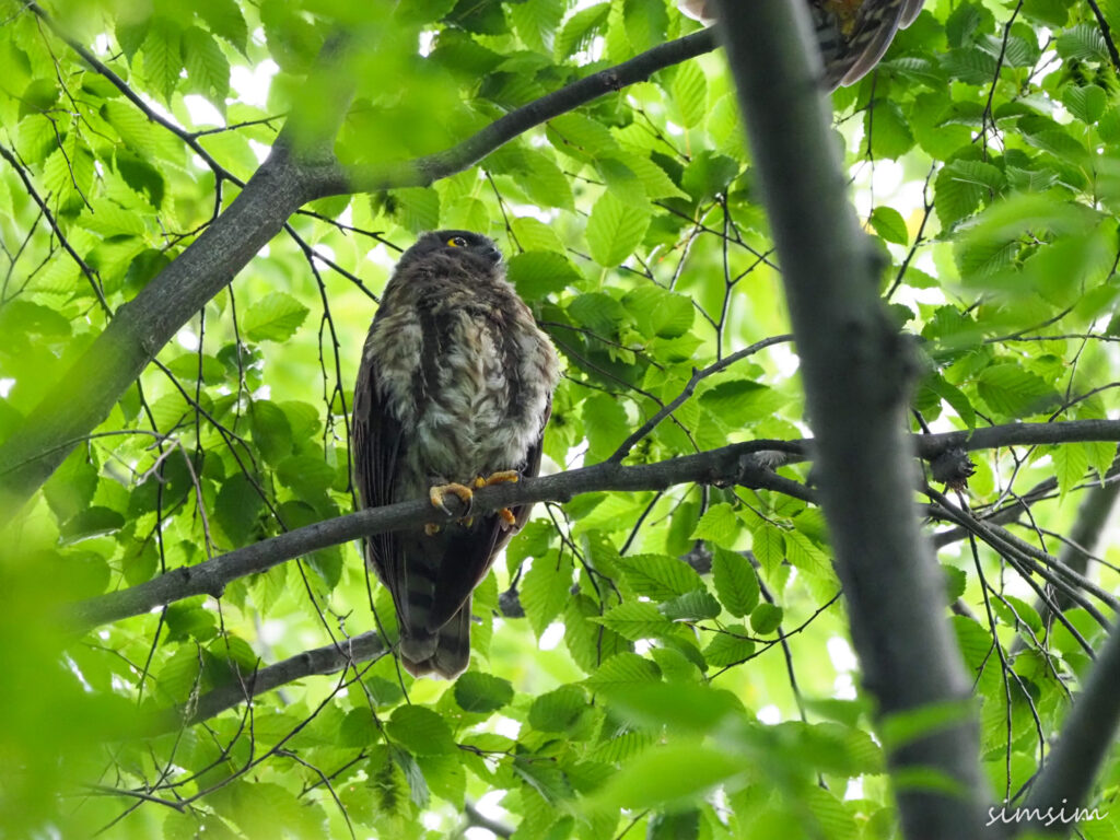 アオバズク東京