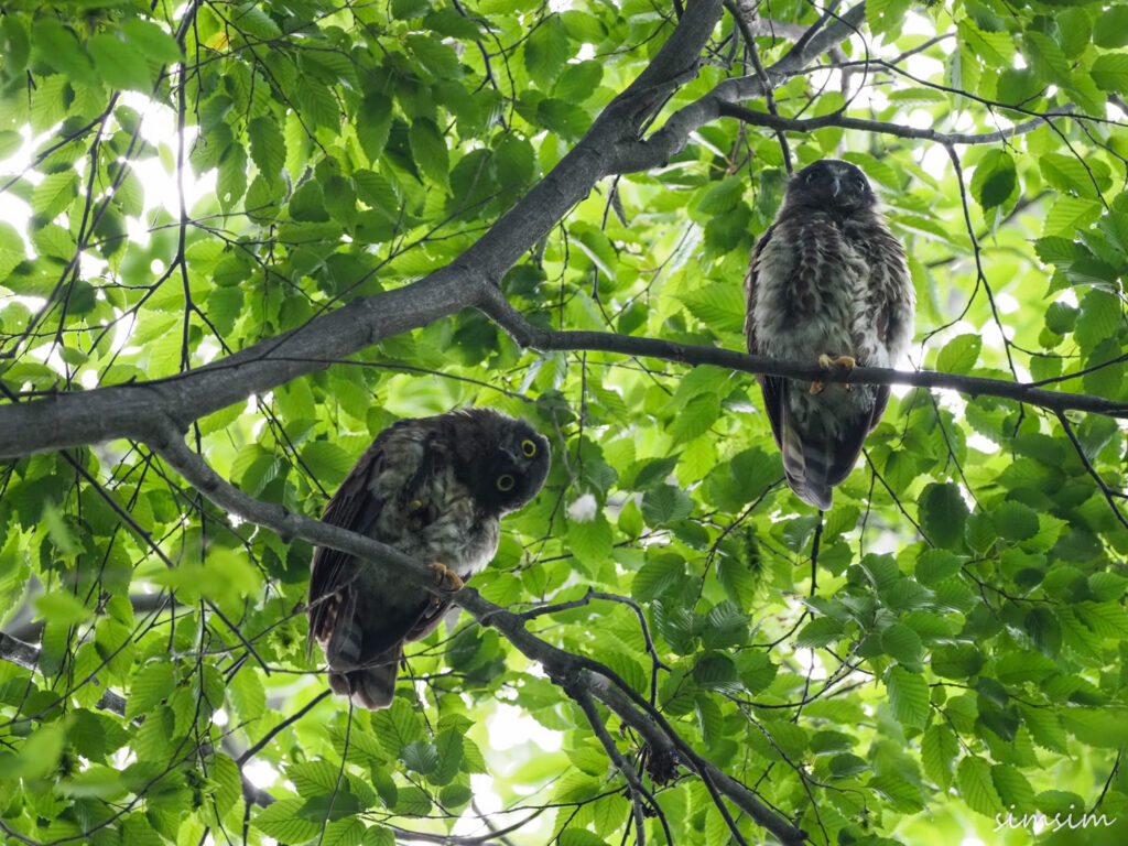 アオバズク東京