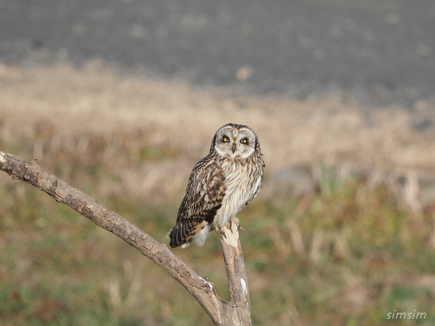コミミズク埼玉県の河川敷