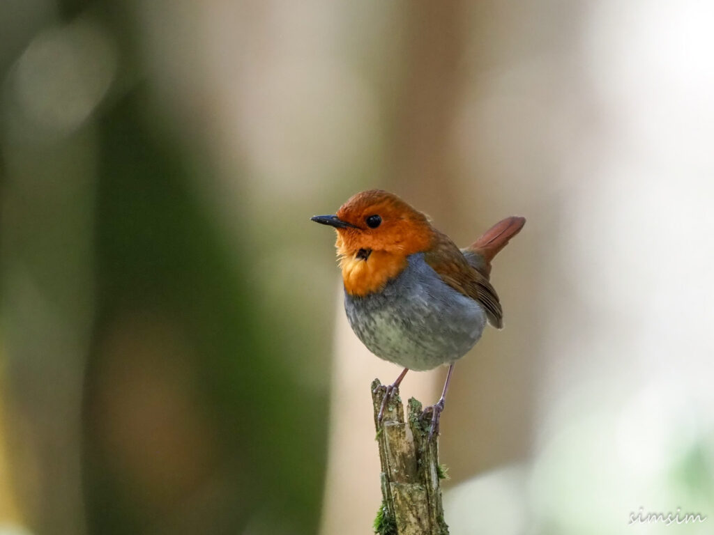 上高地コマドリ