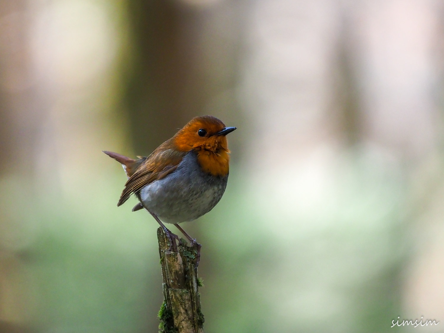 上高地コマドリ