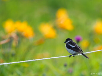 霧ヶ峰ノビタキ