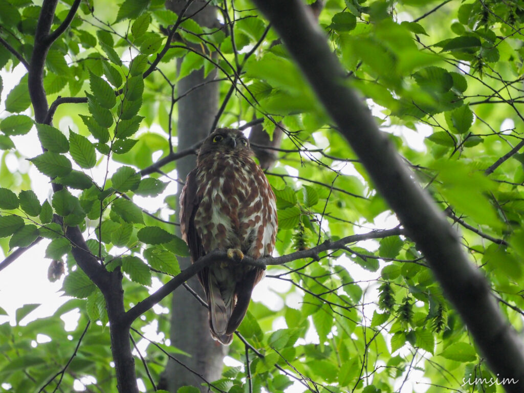 アオバズク東京