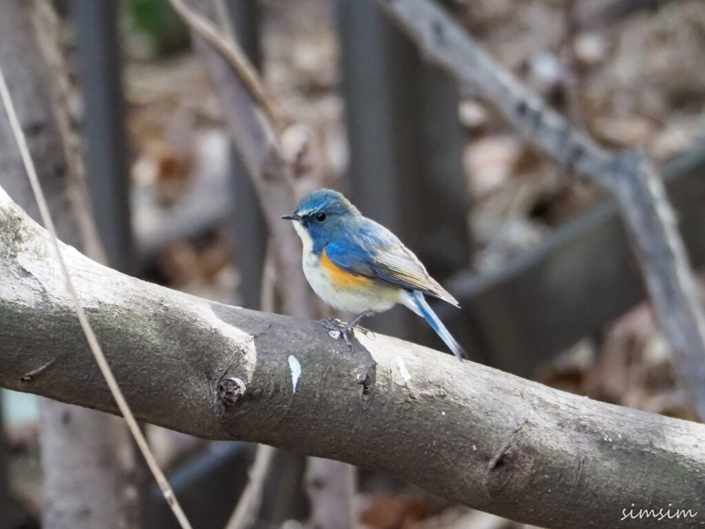 石神井公園で野鳥撮影 幸せの青い鳥ルリビタキと出会う