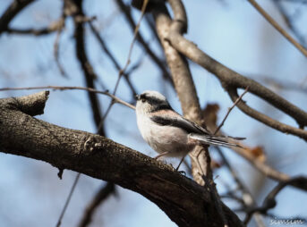 石神井公園エナガ
