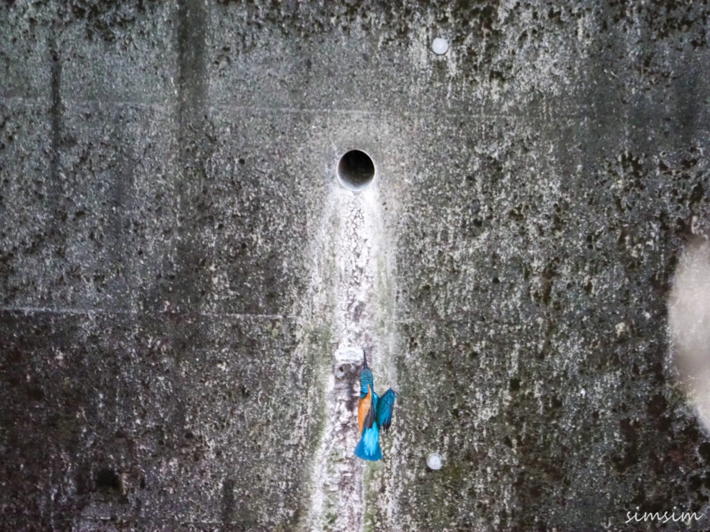 近所の川カワセミ