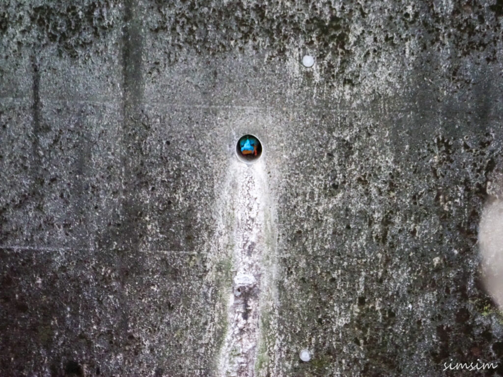 近所の川カワセミ