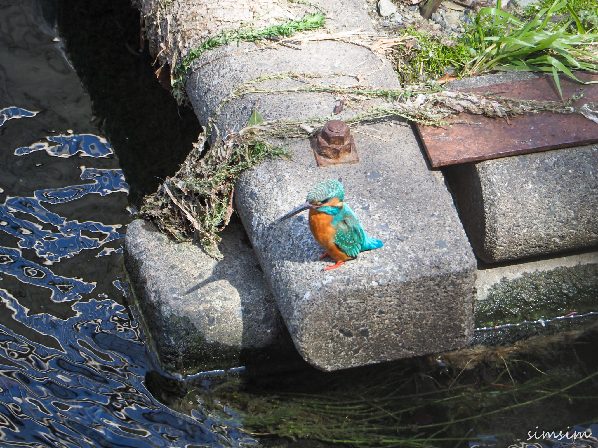 近所の川カワセミ