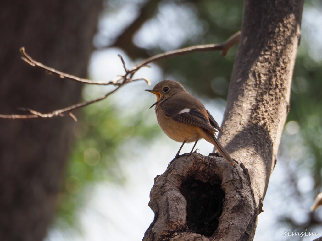 石神井公園ジョウビタキ