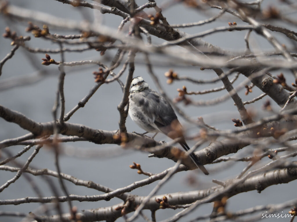 近所ハクセキレイ