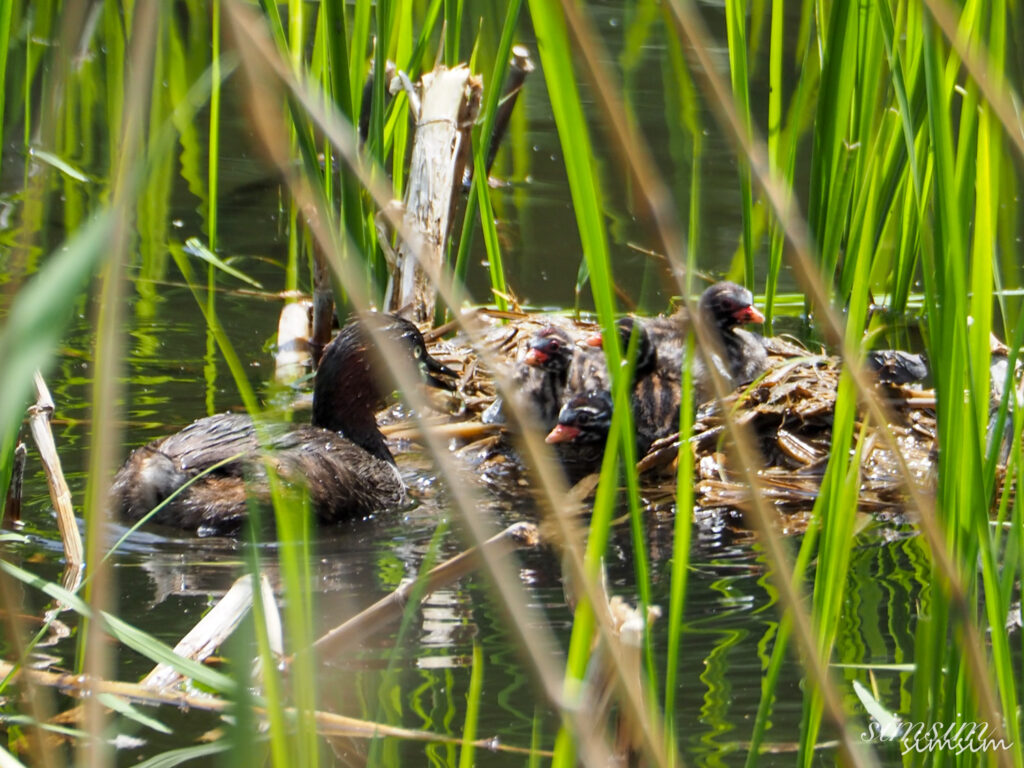 カイツブリ親子