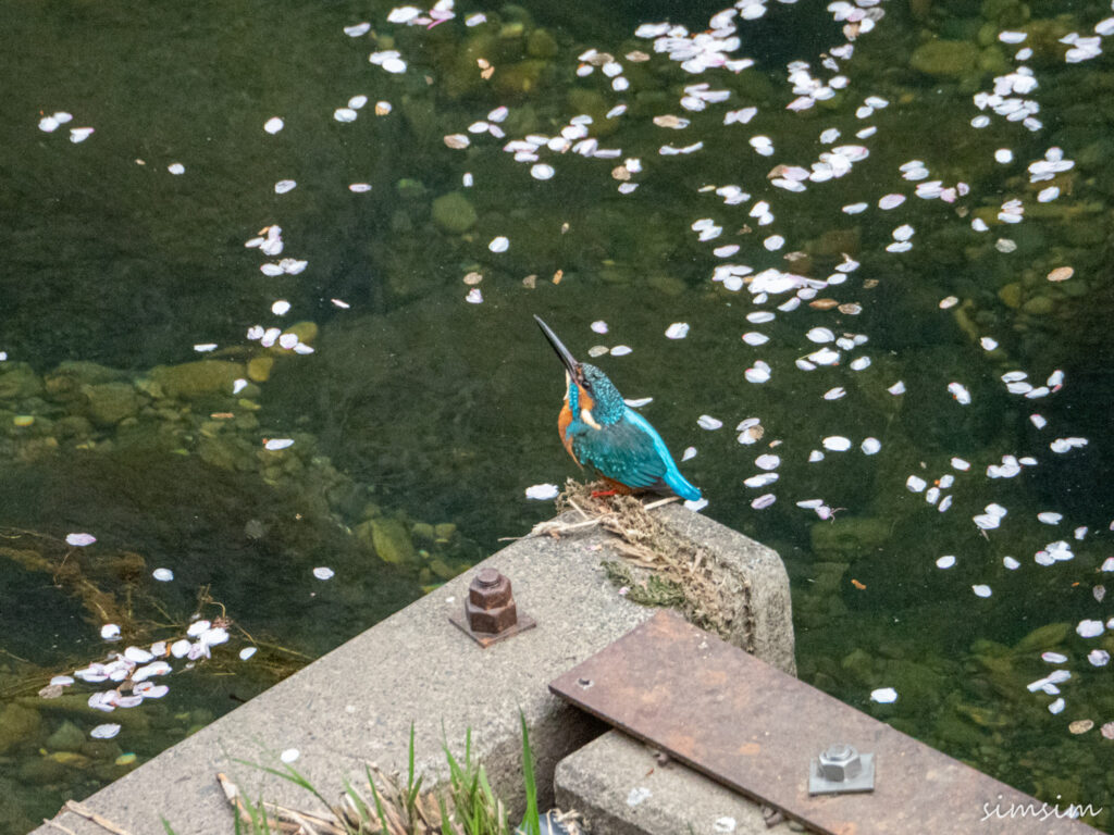 近所のカワセミ