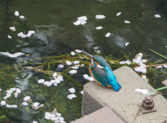 近所のカワセミ