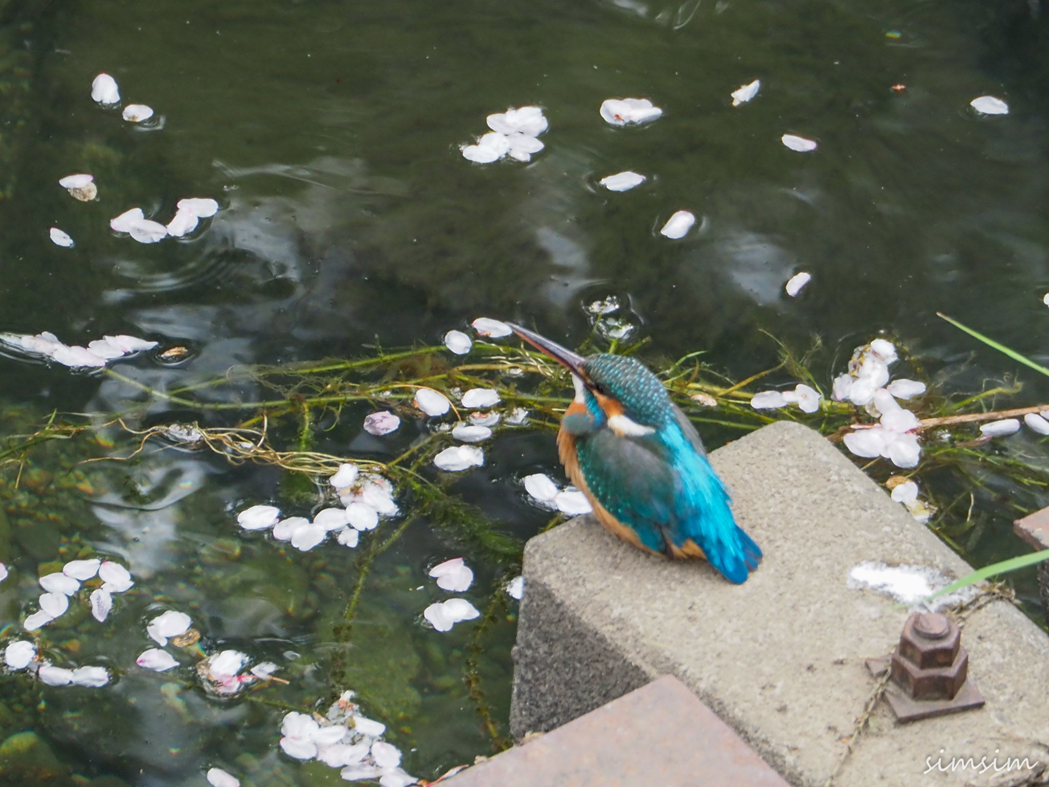 近所のカワセミ