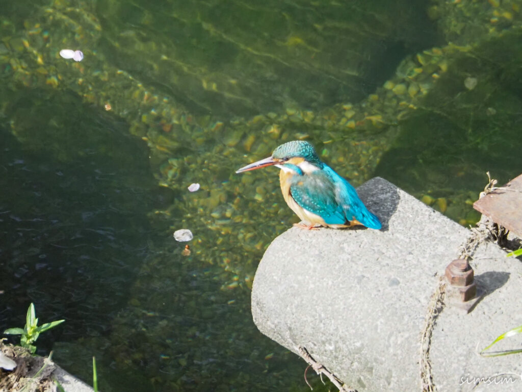 近所のカワセミ