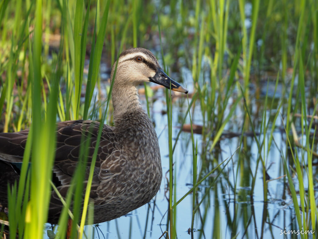 石神井公園カルガモ