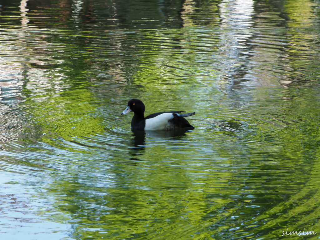 石神井公園キンクロハジロ