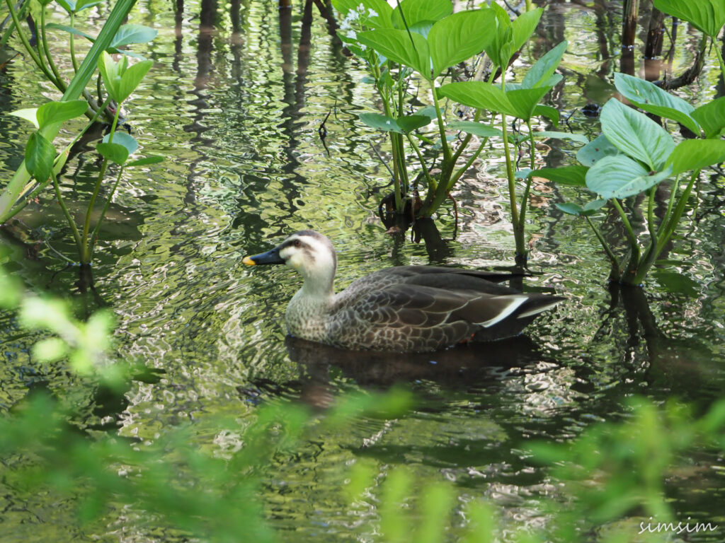 石神井公園カルガモ