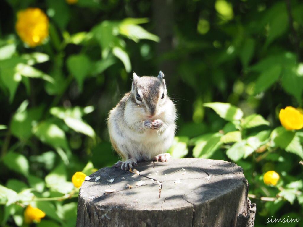 さいたま市りすの家