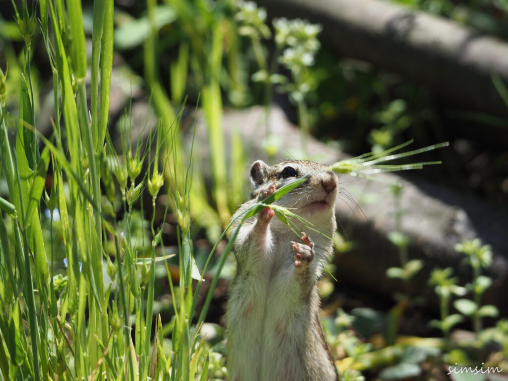 さいたま市りすの家
