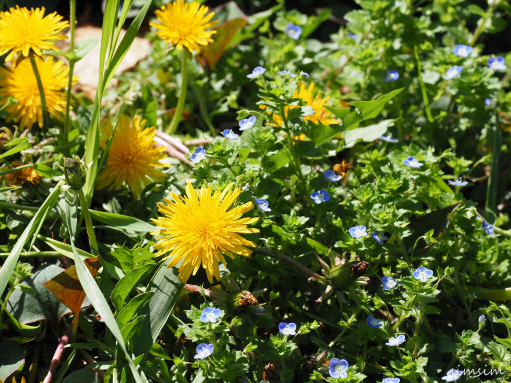 さいたま市りすの家