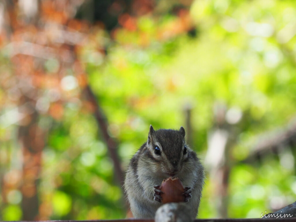 さいたま市りすの家