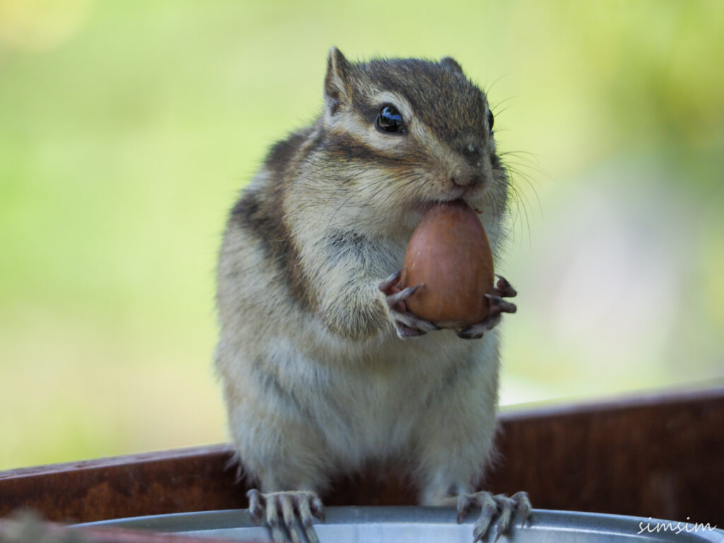 さいたま市りすの家