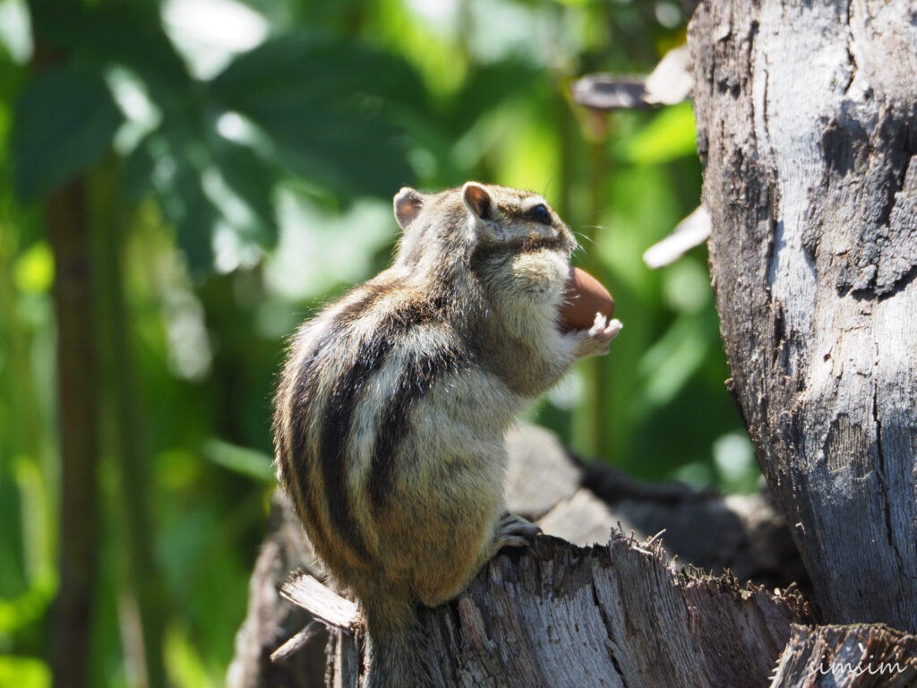 さいたま市りすの家