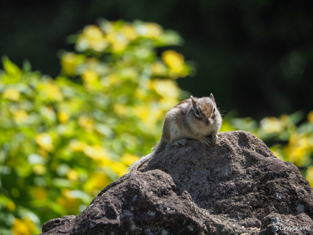 さいたま市りすの家