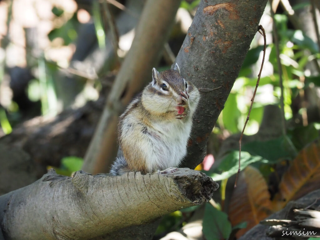 さいたま市りすの家