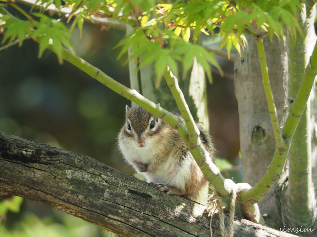 さいたま市りすの家