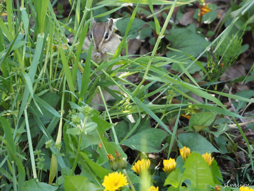さいたま市りすの家